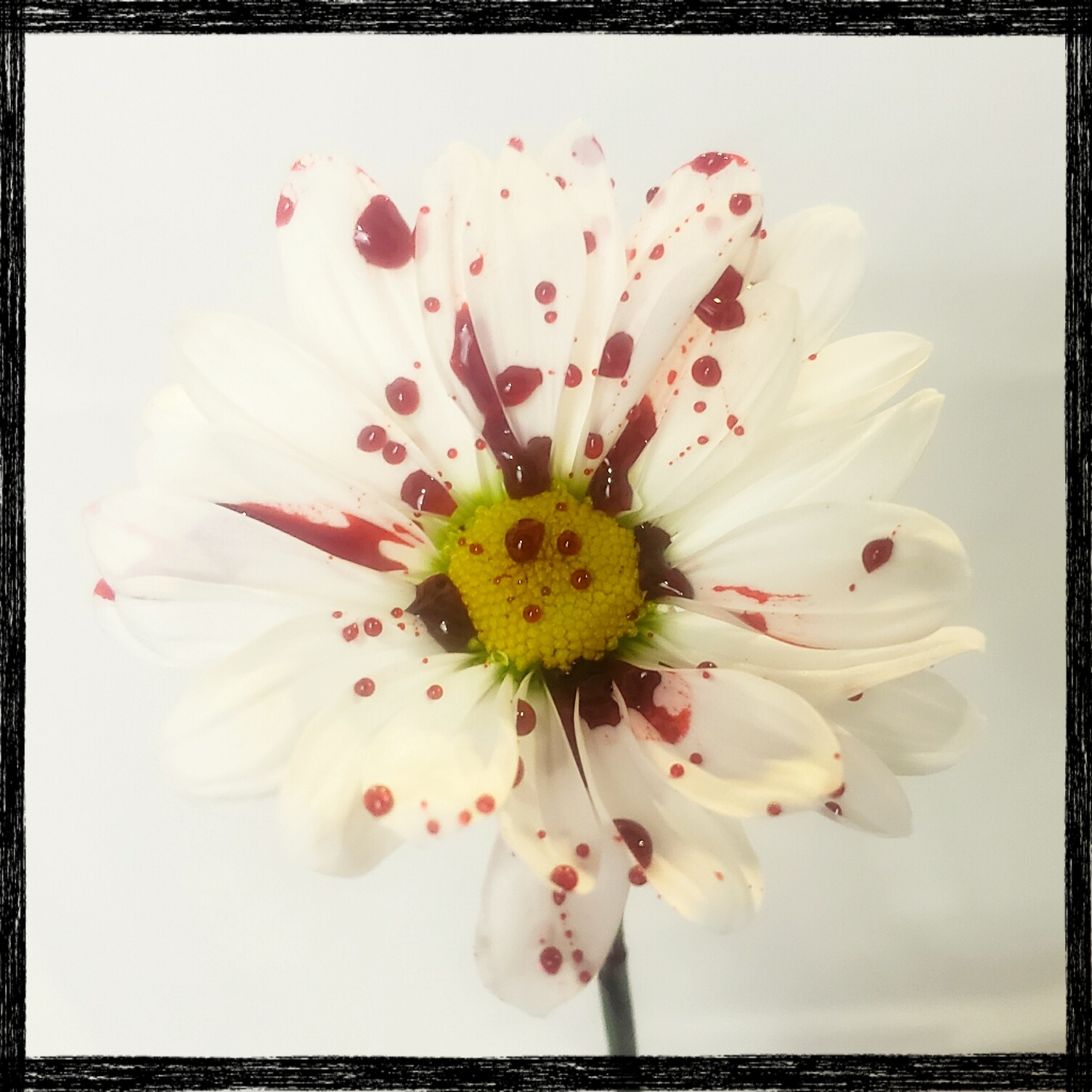 bloody flower