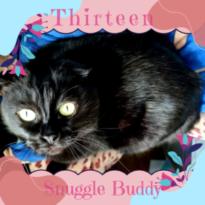 <img src=“https://www.danikasmemorybox.com/wp-content/uploads/2022/03/Thirteen.png” alt=“black scottish fold cat” title=“thirteen snuggle buddy”>